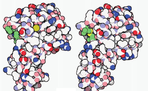 進(jìn)口酶清關(guān)代理