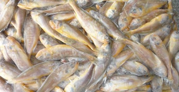 【進口水產(chǎn)品清關代理公司】告訴你水產(chǎn)品進口流程 進口水產(chǎn)品清關代理公司