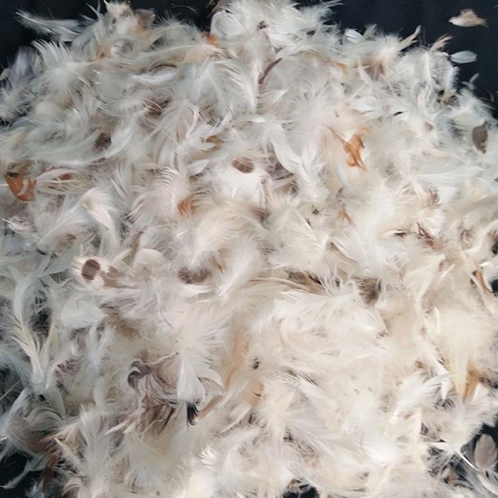 1640769686121567.jpg 鴨毛進(jìn)口報關(guān)清關(guān)代理_副本.jpg