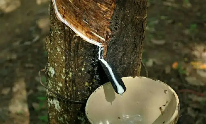 泰國天然乳膠報關公司專業處理天然乳膠通關 泰國天然乳膠報關公司 (2).png