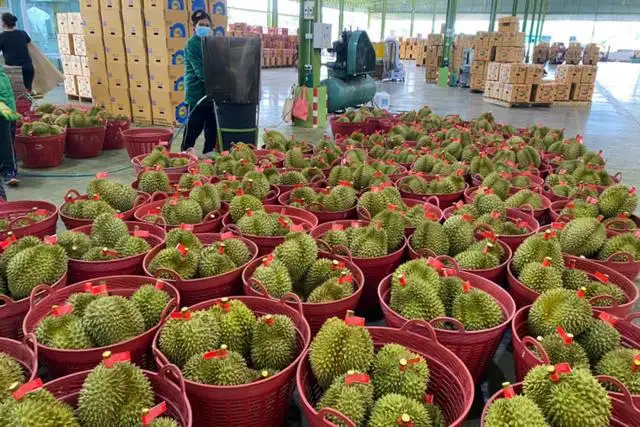 1659087239897213.png 進口越南榴蓮報關代理.png