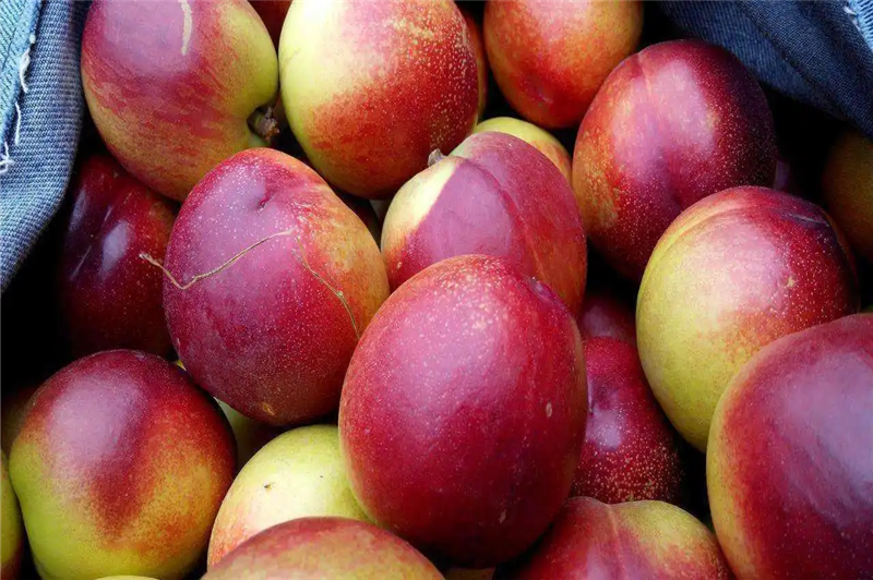 1664358881435214.png 廣州進口澳洲水果報關.png