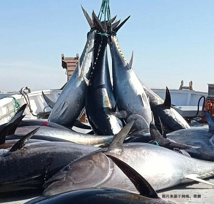 美國金槍魚進口報關(guān)費用 美國金槍魚進口報關(guān)費用